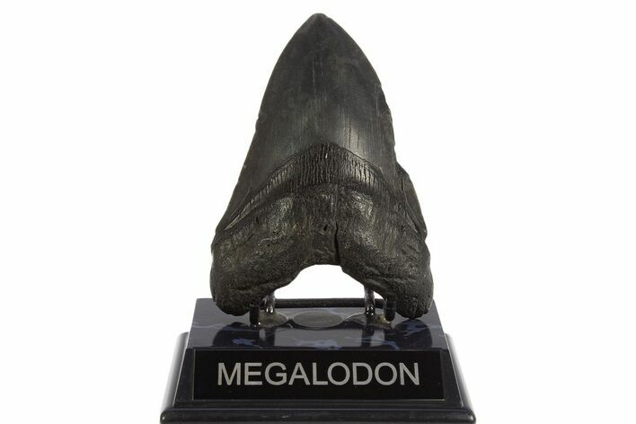 Fossil Megalodon Tooth - South Carolina #331621